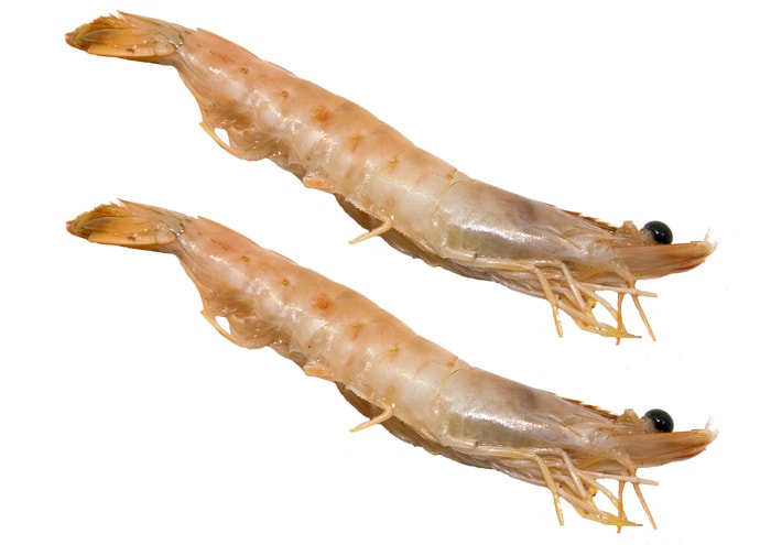 Brasiliensis Shrimps