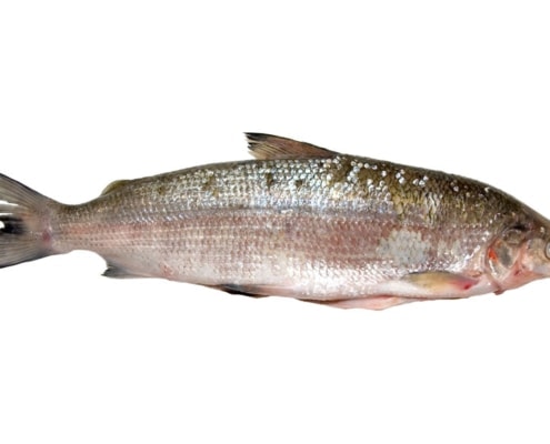Die Reinanke oder Felchen - einer der feinsten heimischen Fische überhaupt