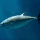Thunfische - die schnellen Jäger der Meere