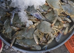 Softshell Crabs oder Butterkrebse: Eine Delikatesse