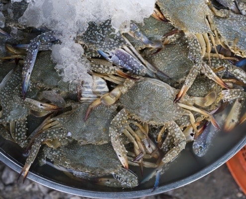 Softshell Crabs oder Butterkrebse: Eine Delikatesse