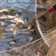 Fisch-Gruber führt ausschließlich Karpfen aus österreichischer Teichwirtschaft