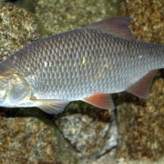 Plötze oder Rotauge - ein delikater Süßwasserfisch