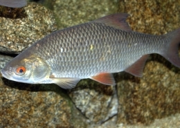 Plötze oder Rotauge - ein delikater Süßwasserfisch